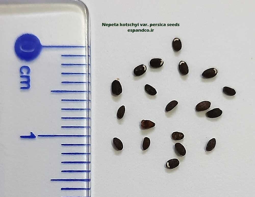  بذر پونه سای ایرانی 